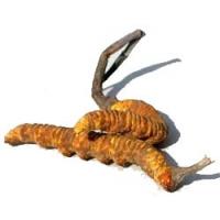 Cordyceps Sinensis CS-4 kivonat 750mg 100 kapszula