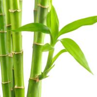 Bambusz kivonat 400mg - 100 Kapsula
