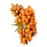 Sea Buckthorn Oil 500mg - 100 capsules