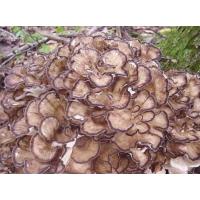 Maitake MD-frakció 400mg kivonat 20:1 + C-Vitamin 100 kapszula