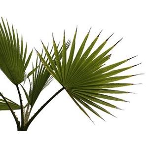 Saw Palmetto kivonat 350 mg 100 kapszula